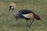 Grey crowned crane